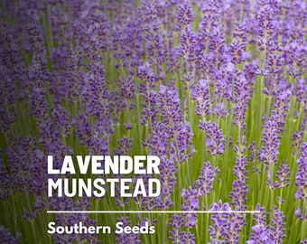 Lavande, Munstead - 50 graines - Fleur d'héritage - Herbe culinaire et médicinale (Lavandula angustifolia)