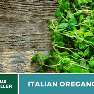 K&ouml;nnte beinhalten: Frische gr&uuml;ne italienische Oregano-Zweige auf rustikalem Holzgrund. US-Verk&auml;ufer.