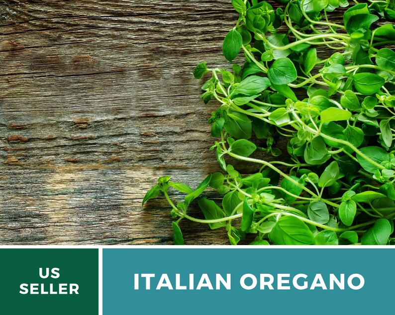 K&ouml;nnte beinhalten: Frische gr&uuml;ne italienische Oregano-Zweige auf rustikalem Holzgrund. US-Verk&auml;ufer.