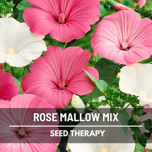 Rose Mallow Mix Seeds – Heirloom, Big Pink, Red, and White Blooms, Showy Flowers, Cottage Garden Favorite | 50 Seeds