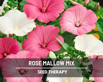 Rose Mallow Mix Seeds – Heirloom, Big Pink, Red, and White Blooms, Showy Flowers, Cottage Garden Favorite | 50 Seeds