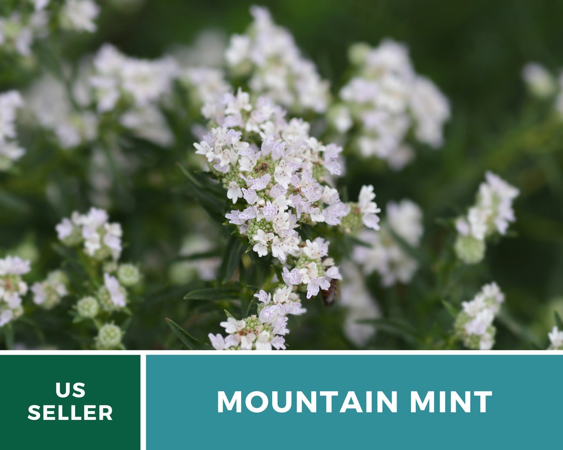 Mountain Mint Heirloom Herb Seeds Etsy