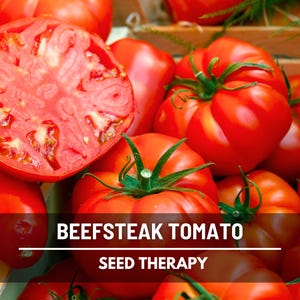 Beefsteak Tomato Seeds – Heirloom Vegetable, Indeterminate, Large Meaty Tomatoes, Slicing Tomato, Easy to Grow | 50 Seeds