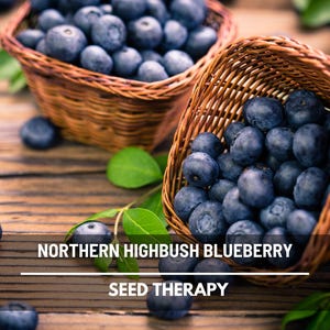 Blueberry Northern Highbush Seeds – Heirloom Medicinal and Fruit Plant, Non-GMO, Classic for Gardens, Baking and Wellness | 50 Seeds