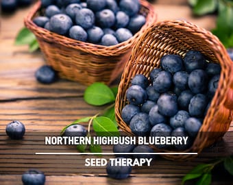 Blueberry Northern Highbush Seeds – Heirloom Fruit Plant, Non-GMO, Garden Favorite (50 Seeds)