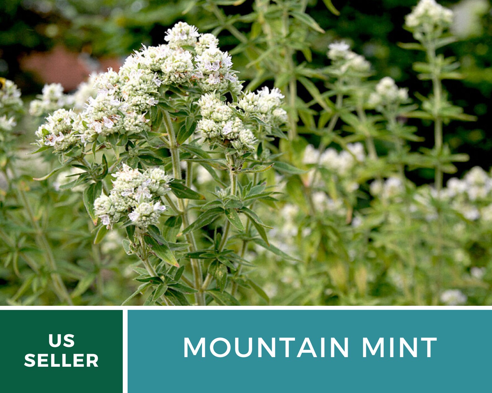 Mountain Mint Heirloom Herb Seeds Etsy