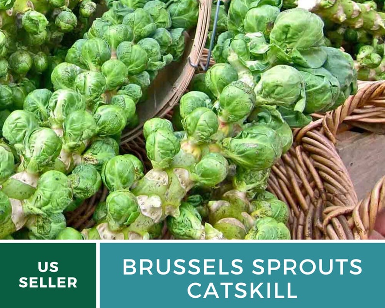 Brussels Sprouts Catskill 250 Seeds Heirloom GMO Free Etsy