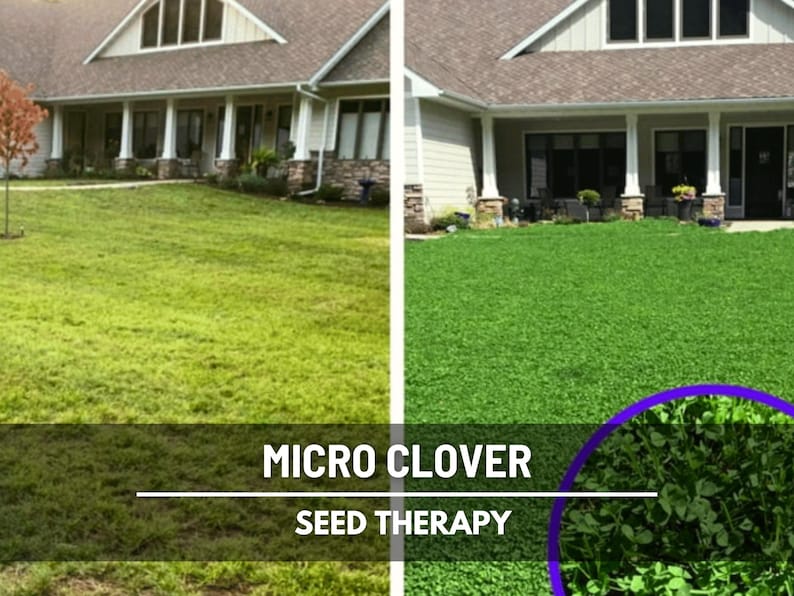 Micro Clover (Trifolium repens) lawn comparison showing traditional grass versus low-maintenance clover lawn - Seed Therapy