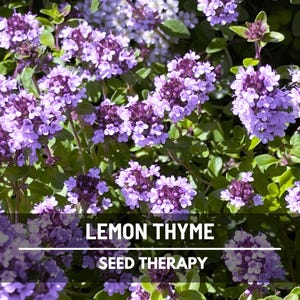 Lemon Thyme Seeds – Heirloom Herb, Culinary Kitchen Plant, Citrus Flavor, Garden Favorite, Easy to Grow, Garden Gift | 250 Seeds
