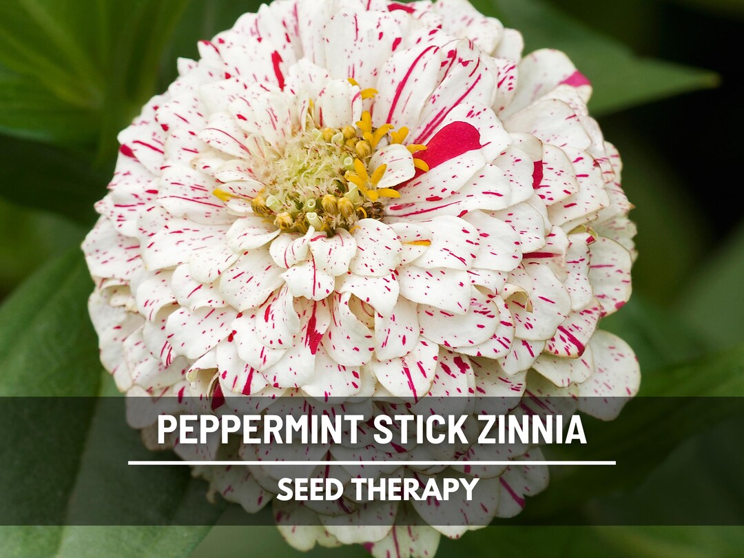 Peppermint Stick Zinnia Seeds – Heirloom Flower, Candy-striped Double ...