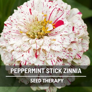 Peppermint Stick Zinnia Seeds – Heirloom Flower, Candy-Striped Double Blooms, Unique Patterns, Easy to Grow | 50 Seeds