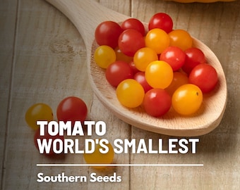 Tomato, World's Smallest (Tomberry) seeds - Heirloom Vegetable (Solanum lycopersicum) - Indeterminate Variety - Tiny, flavorful fruits