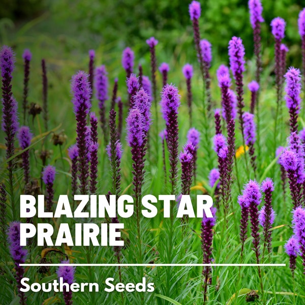 Blazing Star, Prairie - 50 Seeds - Heirloom Flower - Tall and Majestic Blooms (Liatris pycnostachya)