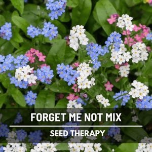Forget-Me-Not Mixed Colors Seeds – Heirloom, Assorted Blooms, Easy to Grow Flower, Classic Garden Favorite | 100 Seeds