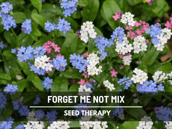 Krisベア Forget-me-not Forget-Me-Not Flower Essence - Myosotis alpestris – Alaskan