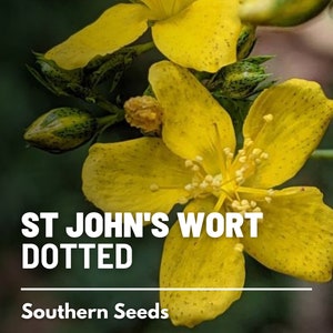 St. John's Wort, Dotted - 100 Seeds - Heirloom Herb, Yellow Flowers with Dotted Petals, Medicinal Plant, Garden Gift (Hypericum punctatum)