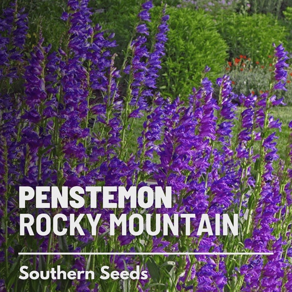 Penstemon, Rocky Mountain - 100 seeds - Heirloom Flower - Attracts Pollinators (Penstemon strictus)