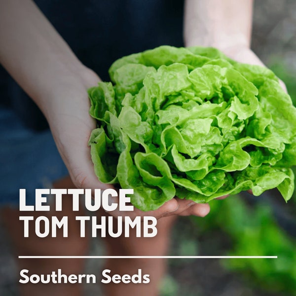 Lettuce, Tom Thumb (Butterhead) - 250 Seeds - Heirloom Vegetable - Open Pollinated - Non-GMO (Lactuca sativa)