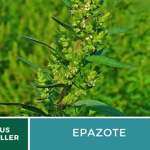 May include: A close-up of a green Epazote plant with small white flowers. The plant is growing in a field of green.