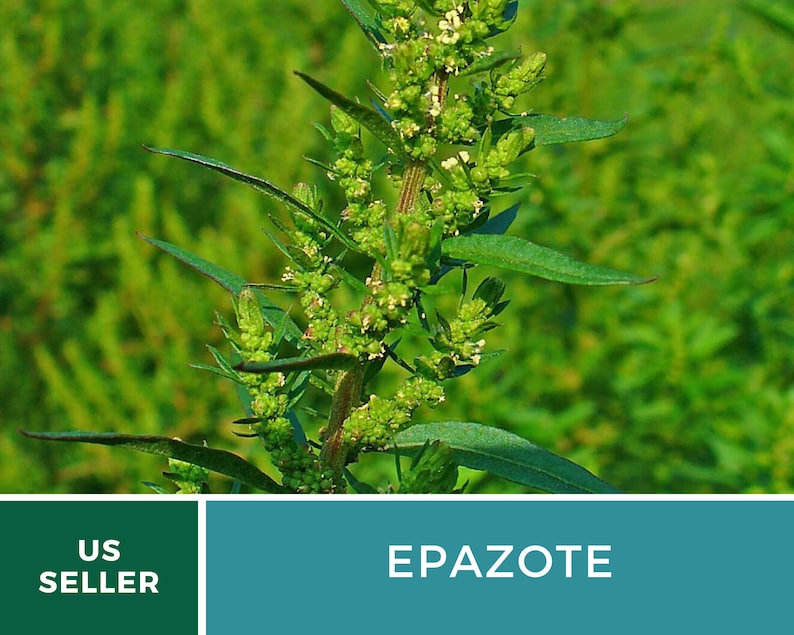 May include: A close-up of a green Epazote plant with small white flowers. The plant is growing in a field of green.