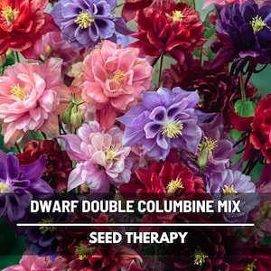 Double Columbine (Dwarf) Seeds – Heirloom Flower, European Columbine, Stunning Double Bloom Mix, Perennial, Easy to Grow | 50 Seeds