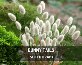 Bunny Tails Seeds - Heirloom Ornamental Grass, Hare’s Tail, Soft Cut Flower Grass (50 Seeds)