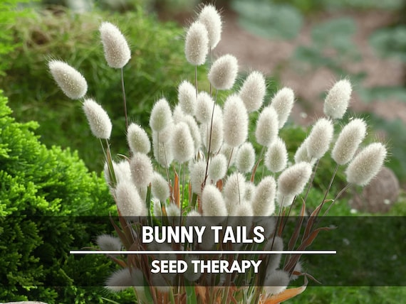 Bunny Tails Seeds - Heirloom Ornamental Grass, Hare’s Tail, Soft Cut Flower Grass (50 Seeds)