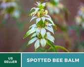 Bee Balm, Spotted Bergamot - Heirloom Seeds - Horsemint - Culinary Medicinal Herb - GMO Free (Monarda punctata)