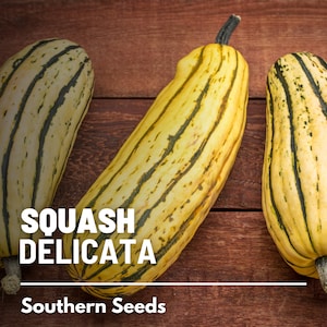 Squash, Delicata (Winter) - 20 Seeds - Heirloom Vegetable, Sweet Potato Squash, Open Pollinated, Non-GMO, Easy to Grow (Cucurbita pepo)