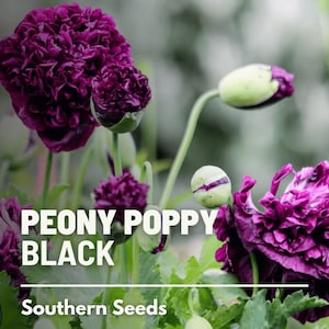 Peony Poppy, Black - 100 Seeds - Heirloom Flower - Striking Black Blooms - Ruffled Double Petals (Papaver paeoniflorum)