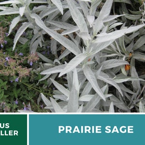 Sage, Prairie Louisiana Sage 100 Seeds Heirloom Herb, Medicinal, Pollinator Friendly, Fragrant Plant, Non-GMO Artemisia ludoviciana image 9