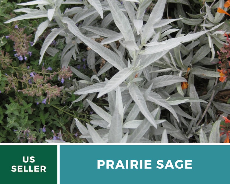 Sage, Prairie Louisiana Sage 100 Seeds Heirloom Herb, Medicinal, Pollinator Friendly, Fragrant Plant, Non-GMO Artemisia ludoviciana image 9