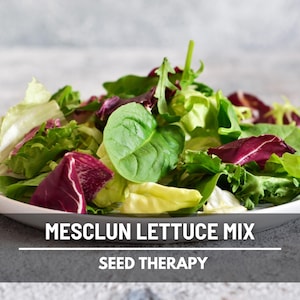 Mesclun Mix Lettuce Seeds – Heirloom Vegetable, Open Pollinated, Non-GMO, Colorful and Tender Salad Greens | 500 Seeds