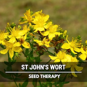 St. John’s Wort Seeds – Heirloom Medicinal Herb, Yellow Flowers, Herbal Remedy, Non-GMO, Garden Gift | 100 Seeds image 1