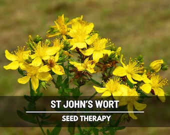 St. John’s Wort Seeds – Heirloom Medicinal Herb, Yellow Flowers, Herbal Remedy, Non-GMO, Garden Gift | 100 Seeds
