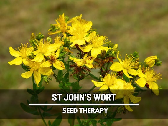 St. John’s Wort Seeds – Heirloom Medicinal Herb, Yellow Flowers, Herbal Remedy, Non-GMO, Garden Gift | 100 Seeds