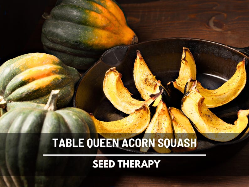 Seed Therapy Table Queen Acorn Squash Seeds