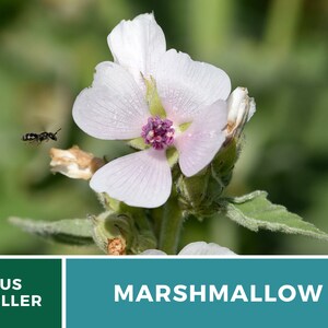 May include: A close-up of a white marshmallow flower with a pink center. A bee is flying in the background.