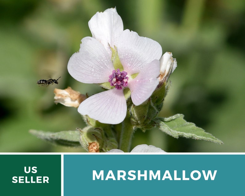 May include: A close-up of a white marshmallow flower with a pink center. A bee is flying in the background.