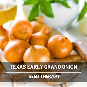 Texas Early Grano Onion Seeds – Heirloom Short Day, Sweet Vidalia Type, Early Maturing, Non-GMO | 200 Seeds