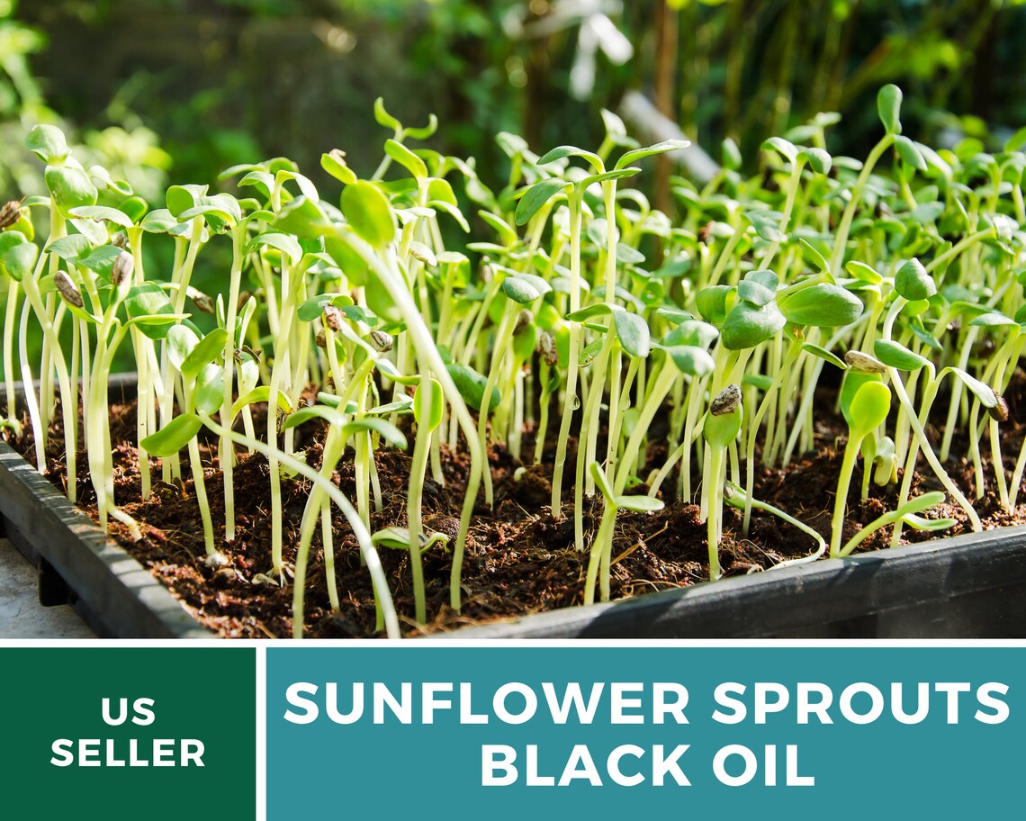 Organic Sunflower Black Oil Sprouts 500 Seeds Grow All Etsy