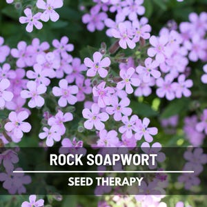 Rock Soapwort Seeds (Saponaria) – Heirloom, Pink Blooms, Groundcover, Erosion Control, Rock Gardens, Borders | 100 Seeds