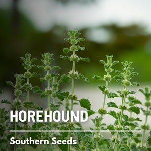 Horehound - 50 Seeds - Heirloom Culinary & Medicinal Herb (Marrubium vulgare)