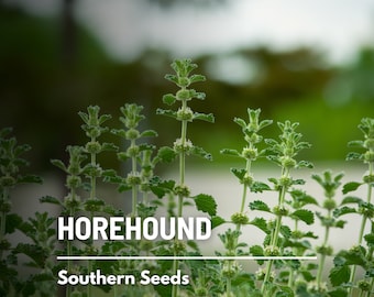 Horehound - 50 Seeds - Heirloom Culinary & Medicinal Herb (Marrubium vulgare)