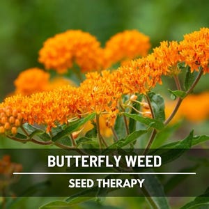 May include: Close-up of vibrant orange Butterfly Weed flowers with green leaves against a blurred green background. The image includes the text "BUTTERFLY WEED" and "SEED THERAPY" in white text on a black banner.