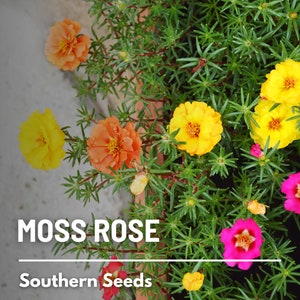 Moss Rose, Mix - 250 Seeds - Heirloom Succulent, Colorful Flowers, Drought Tolerant, Low Maintenance, Garden Gift (Portulaca grandiflora)