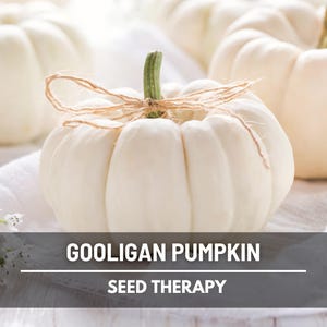 Gooligan Pumpkin Seeds – White Baby Boo Type, Hybrid, Non-GMO, Productive Mini Pumpkin, Great for Fall Decor | 10 Seeds