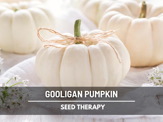 Gooligan Pumpkin Seeds – White Baby Boo Type, Hybrid, Non-GMO, Productive Mini Pumpkin, Great for Fall Decor | 10 Seeds