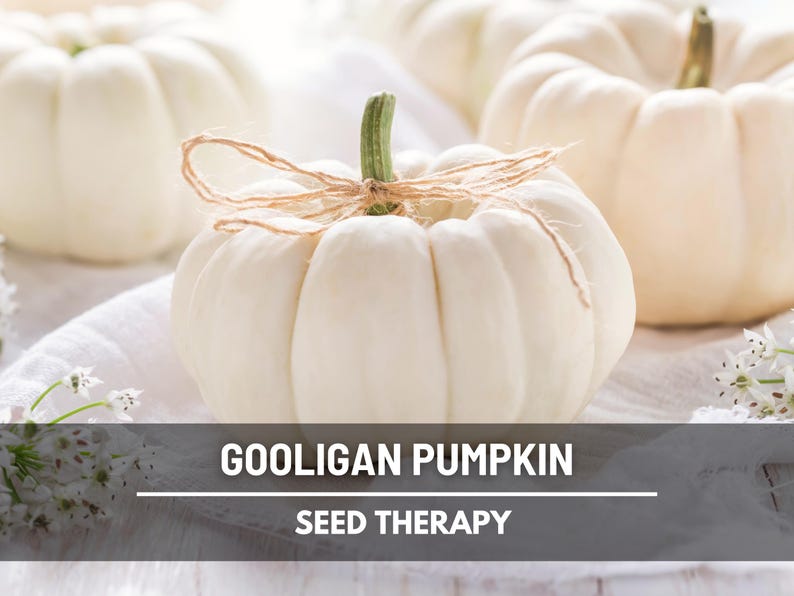 Peut inclure: Plusieurs courges Gooligan blanches avec des tiges vertes et des n&oelig;uds en ficelle. Les courges sont dispos&eacute;es sur une surface blanche avec le texte "GOOLIGAN PUMPKIN" et "SEED THERAPY" dans une banni&egrave;re gris fonc&eacute;.