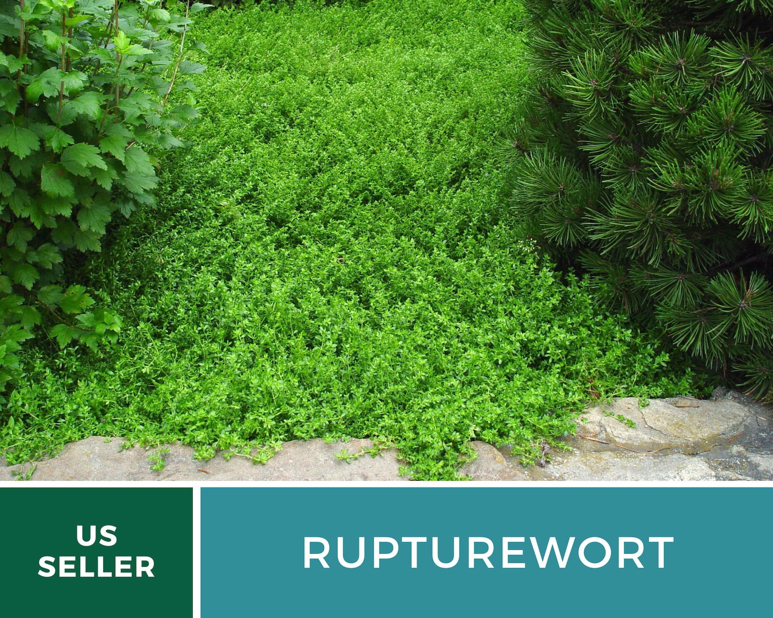 Rupturewort Green Carpet 100 Seeds Medicinal & Edible Etsy